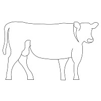cow single 001